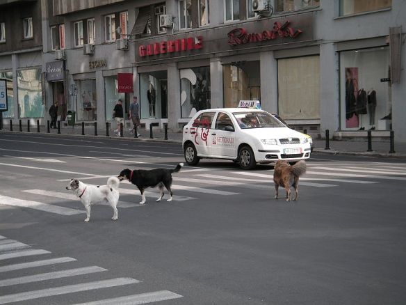Dog sex i in Bucharest